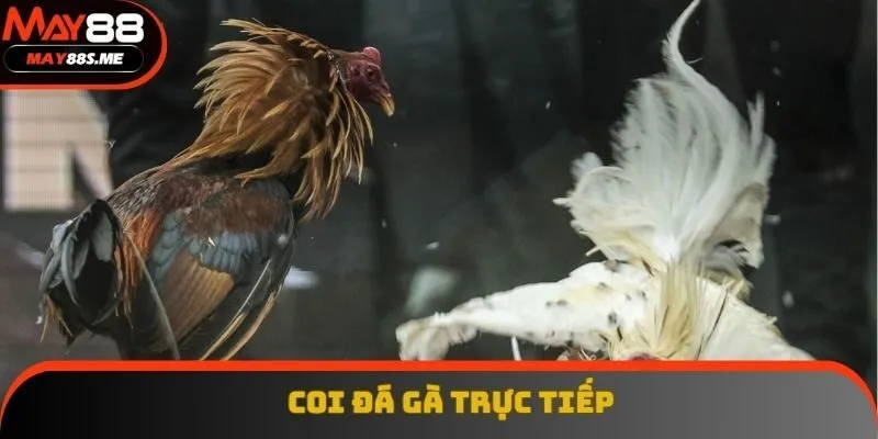 Coi Đá Gà Trực Tiếp Hấp Dẫn Cùng Nền Tảng May88 Hiện Đại