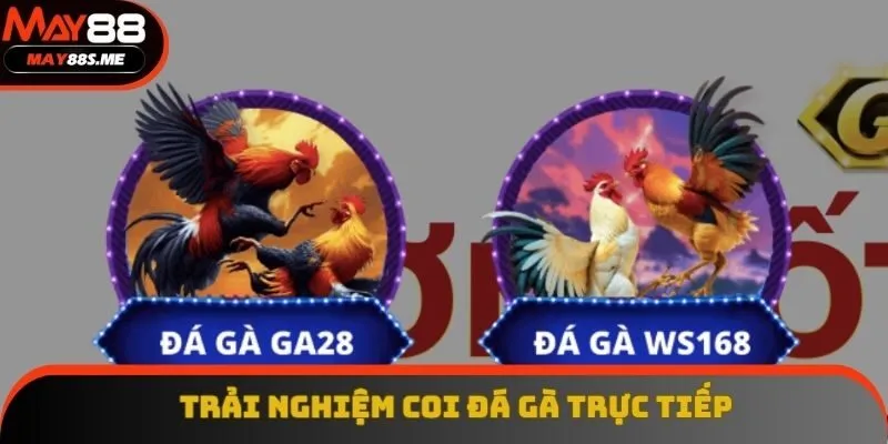 Trải nghiệm coi đá gà trực tiếp Trải nghiệm coi đá gà trực tiếp