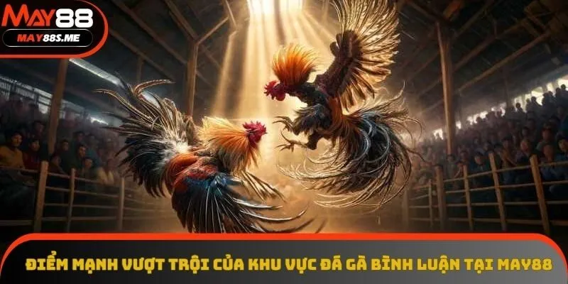 Điểm mạnh vượt trội của khu vực đá gà bình luận tại May88