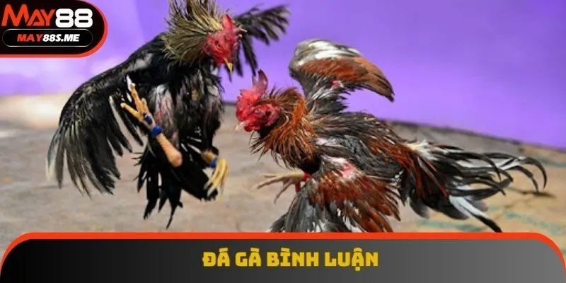 Đá Gà Bình Luận - Phân Tích Kỹ Thuật Đá Gà Chuẩn Xác Nhất