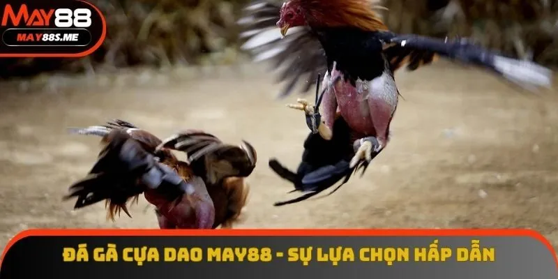 Đá Gà Cựa Dao - Trải Nghiệm Cá Cược Đẳng Cấp Cùng May88