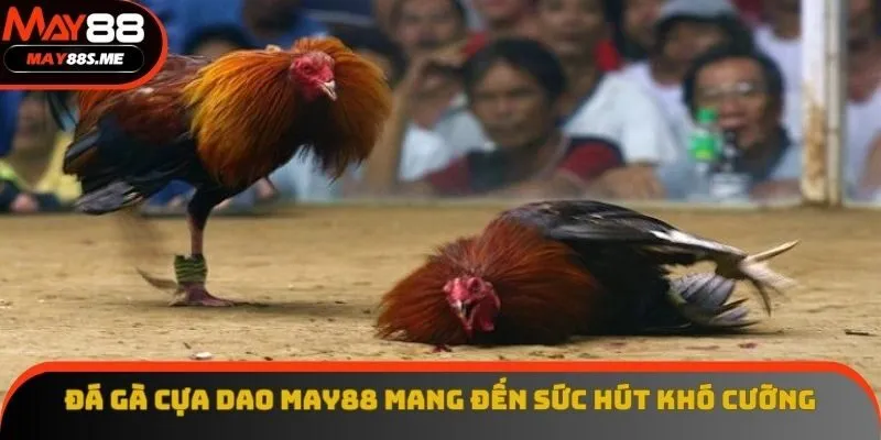 Đá gà cựa dao May88 mang đến sức hút khó cưỡng Đá gà cựa dao May88 mang đến sức hút khó cưỡng