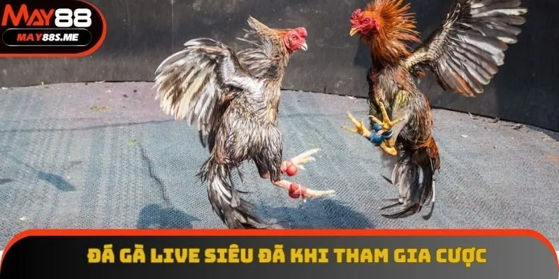 Đá Gà Live Hàng Ngày - Cá Cược Cực Đã, Kiếm Tiền Tỷ Ngay