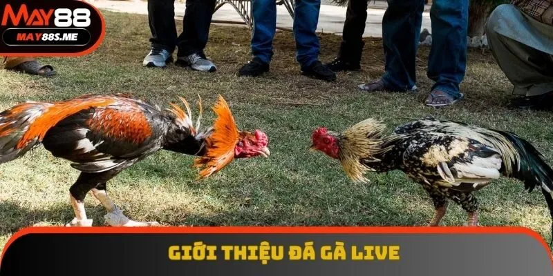 Giới thiệu về cá cược đá gà live Giới thiệu về cá cược đá gà live