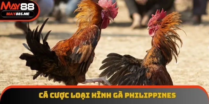 Đá gà Philippines với mức thưởng cao Đá gà Philippines với mức thưởng cao