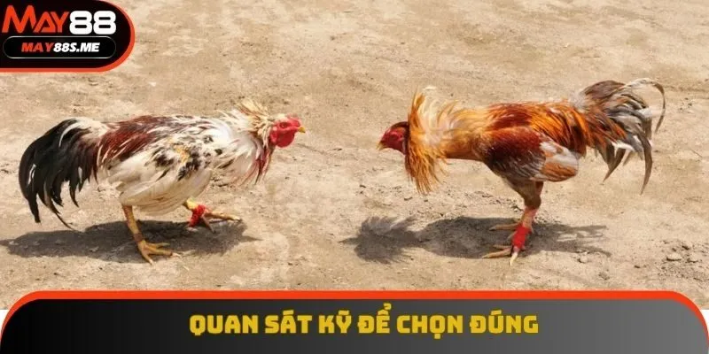 Quan sát kỹ đối tượng ra sân để chọn con thắng Quan sát kỹ đối tượng ra sân để chọn con thắng