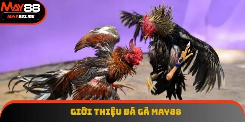 Tổng quan đá gà May88 Tổng quan đá gà May88