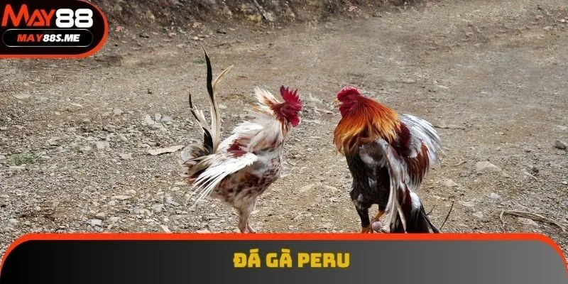 Đá gà Peru mang đến những trận đấu kịch tính, gay cấn Đá gà Peru mang đến những trận đấu kịch tính, gay cấn