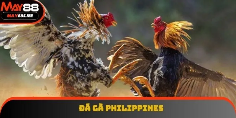 Đá Gà Philippines Tại May88: Trải Nghiệm Đỉnh Cao Mỗi Ngày
