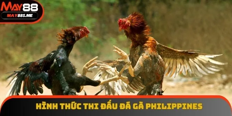 Hình thức thi đấu đá gà Philippines Hình thức thi đấu đá gà Philippines