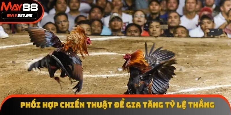 Phối hợp các chiến thuật để gia tăng tỷ lệ thắng cược Phối hợp các chiến thuật để gia tăng tỷ lệ thắng cược