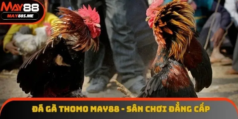 Đá Gà Thomo - Cùng May88 Chinh Phục Sân Chơi Đẳng Cấp