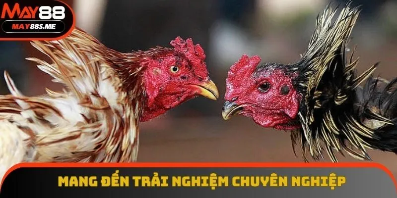 Đá gà thomo tại May88 mang đến trải nghiệm chuyên nghiệp Đá gà thomo tại May88 mang đến trải nghiệm chuyên nghiệp