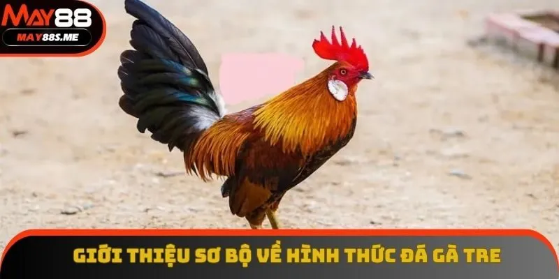 Giới thiệu sơ bộ về hình thức đá gà tre