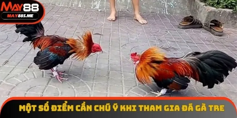 Một số điểm cần chú ý khi tham gia đá gà tre