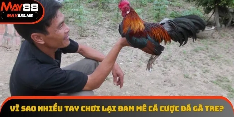 Vì sao nhiều tay chơi lại đam mê cá cược đá gà tre?