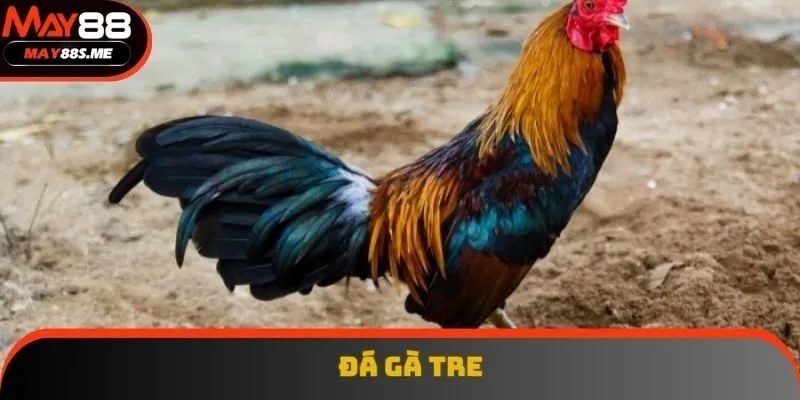 Đá Gà Tre - Chiêm Ngưỡng Những Màn Tỉ Thí Đỉnh Cao