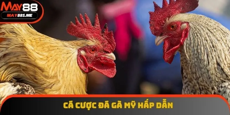 Cược vào loại hình kê Mỹ tranh tài Cược vào loại hình kê Mỹ tranh tài