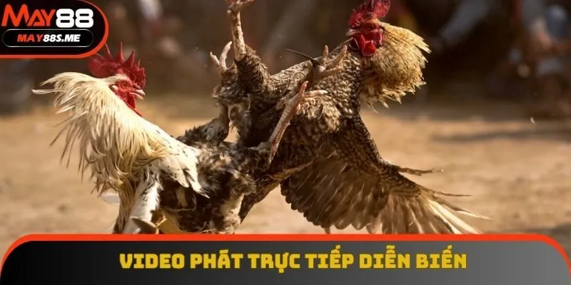 Video diễn biến trận đá gà siêu đã Video diễn biến trận đá gà siêu đã