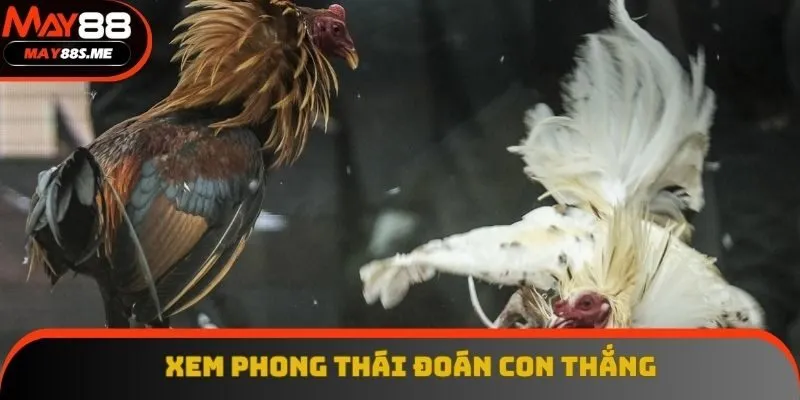 Xem phong thái và tình trạng của gà ra sân Xem phong thái và tình trạng của gà ra sân