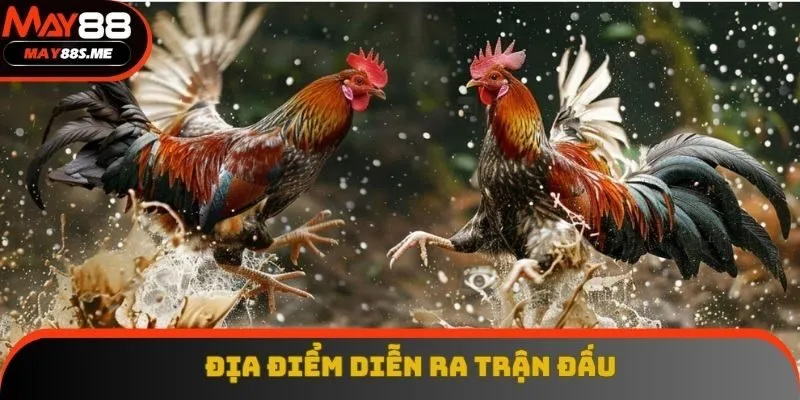 Địa điểm trận đá gà 24 tỷ được diễn ra Địa điểm trận đá gà 24 tỷ được diễn ra