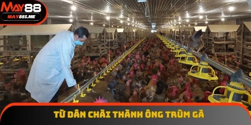 Mít Trà Cú từ dân chài bật sáng thành ông trùm nuôi gà Mít Trà Cú từ dân chài bật sáng thành ông trùm nuôi gà